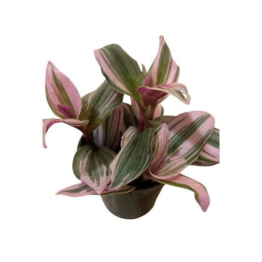 Tradescantia Nanouk (Wandering Jew) in 3.5” Plastic Pot