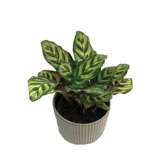 Calathea Peacock in Plastic Pot