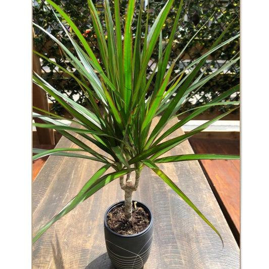 Dracaena Marginata Cane in 4” Plastic Pot