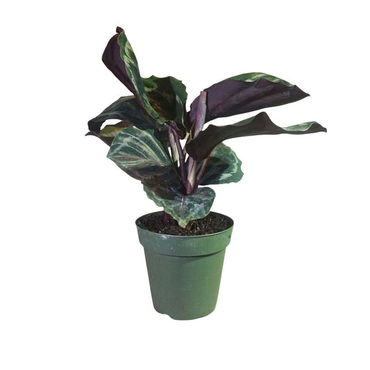 Calathea Medallion in Plastic Pot