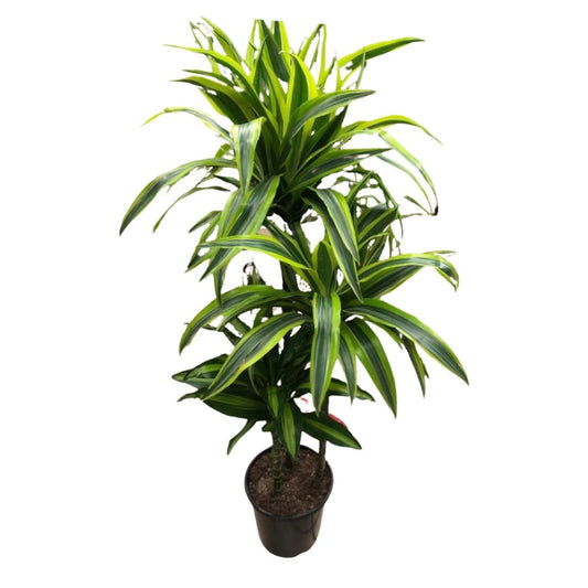 Dracaena Lemon Lime Cane (3 stems) in 8” Plastic Pot