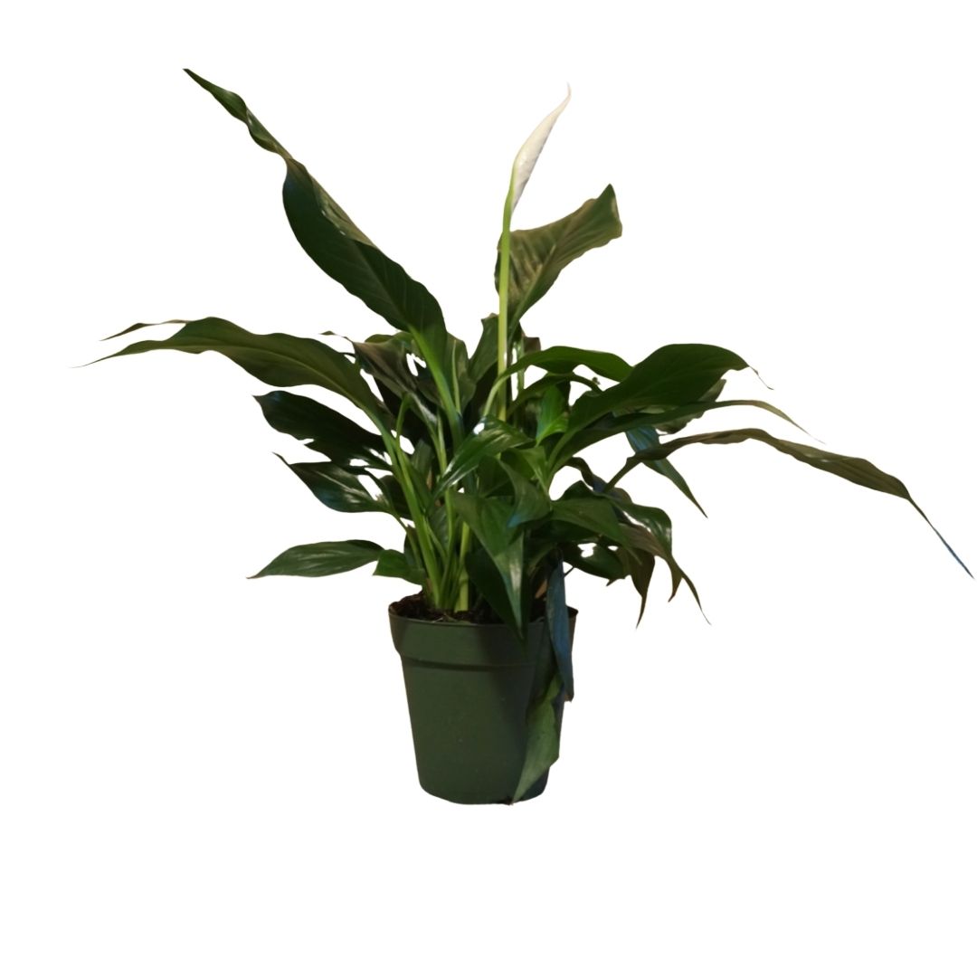 plastic peace lily Peace Lily in Plastic Pot