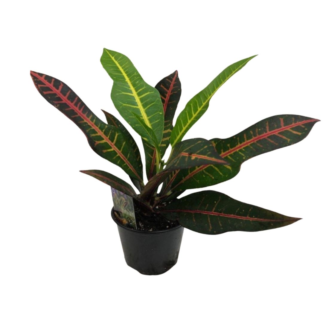 Croton in 3.5" Plastic Pot