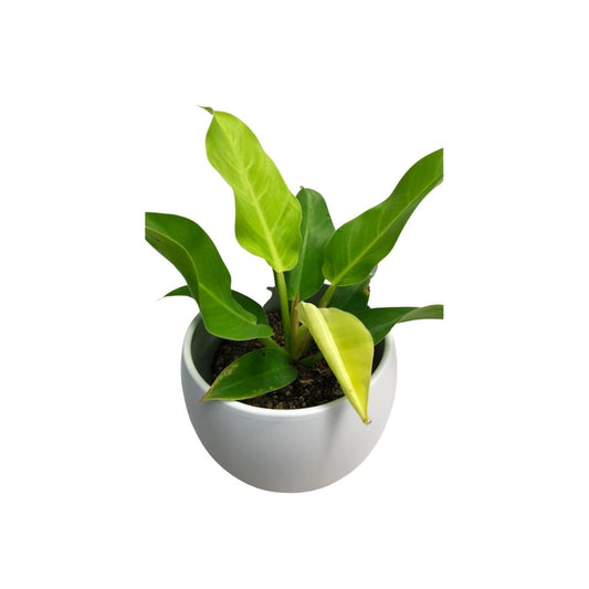 Philodendron Moonlight in 6" Plastic Pot