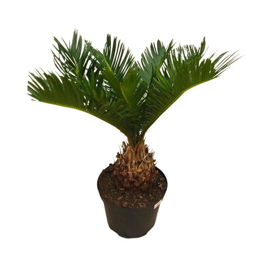 Sago Palm in 6” Plastic Pot