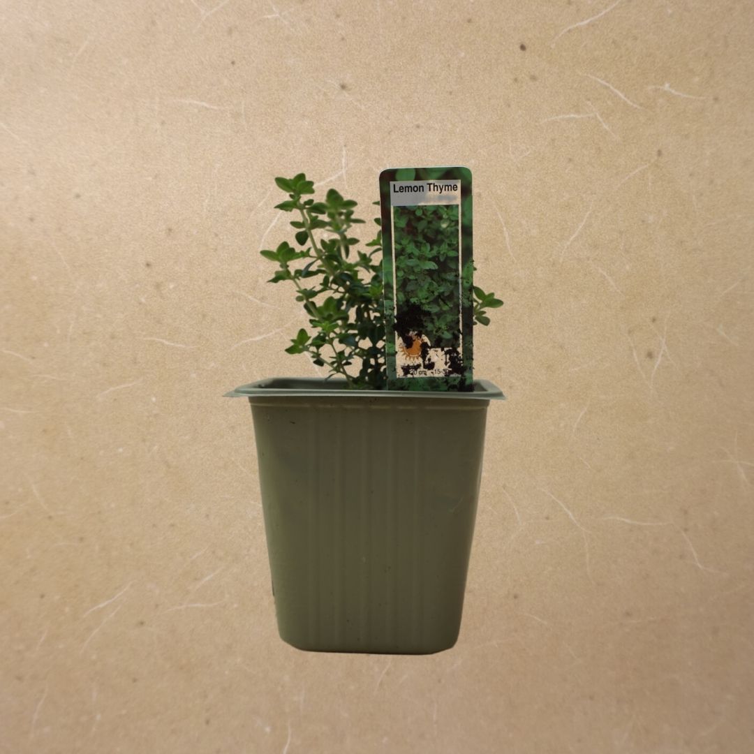 Lemon Thyme