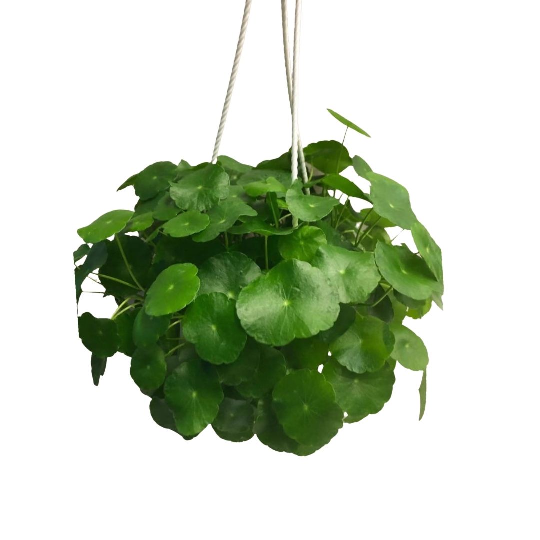 Marsh Pennywort in 6” Hanging Basket