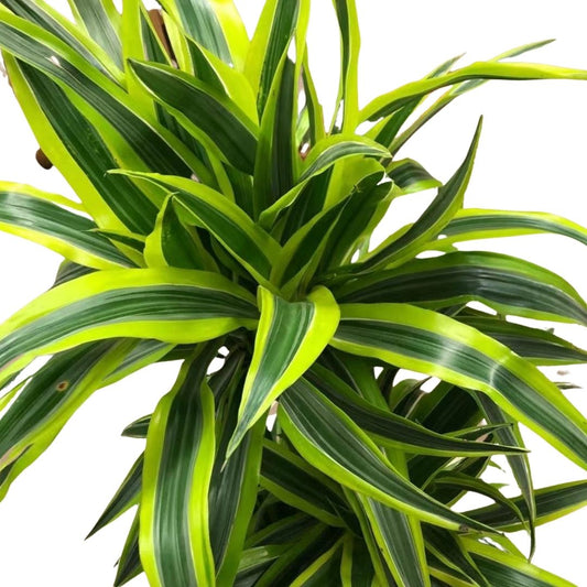 Dracaena Lemon Lime Cane (3 stems) in 8” Plastic Pot