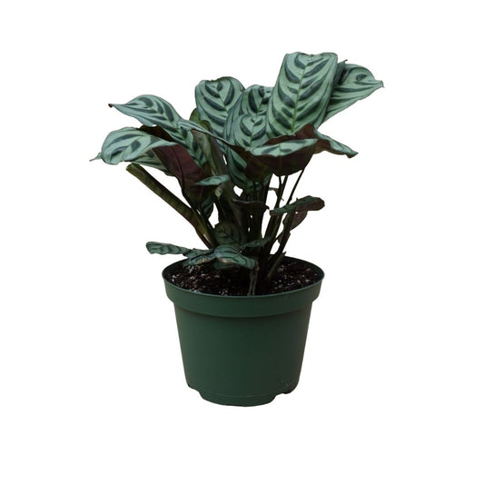 Calathea Freddie in Plastic Pot