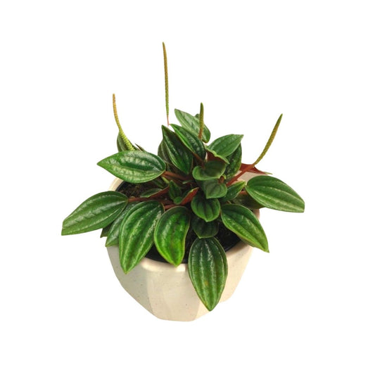Peperomia Rosso in Plastic Pot