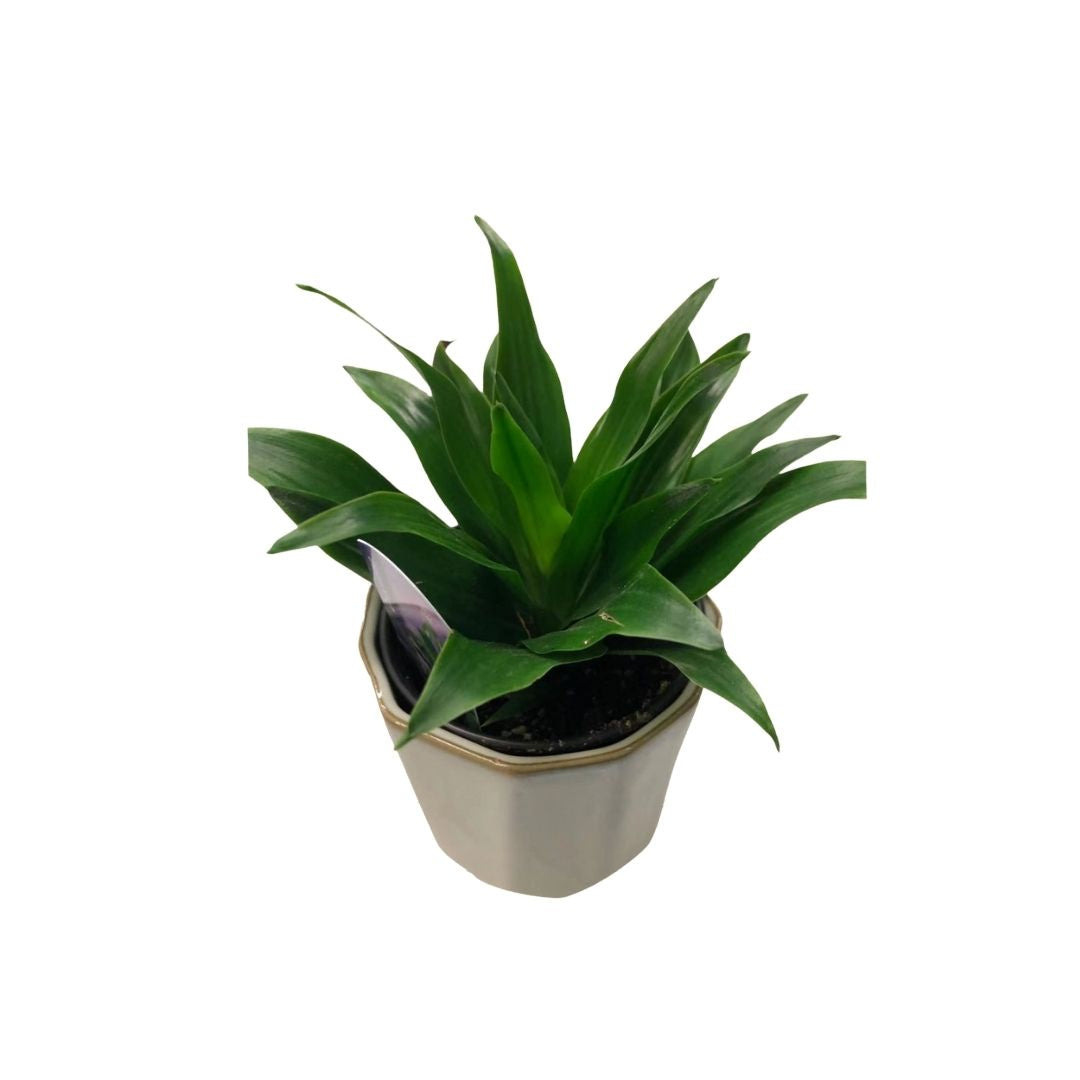 Dracaena Janet Craig in 3.5” Plastic Pot