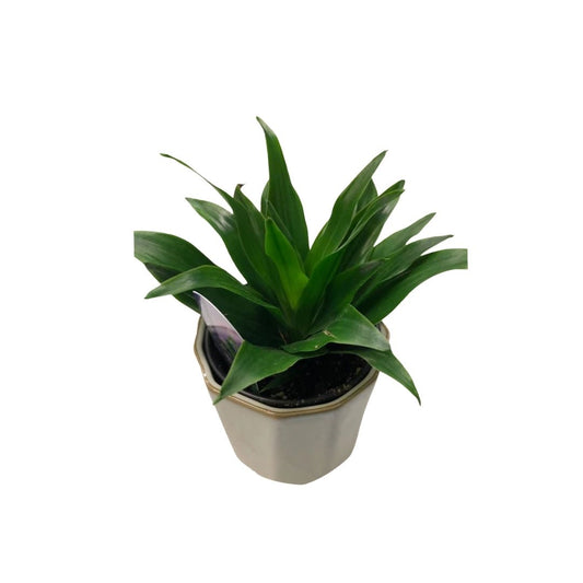 Dracaena Janet Craig in 3.5” Plastic Pot