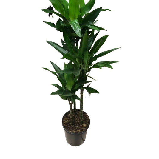 Dracaena Janet Craig Cane (3 stems) in 8” Plastic Pot