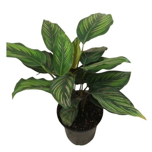 Calathea Beauty Star in 4" Plastic Pot