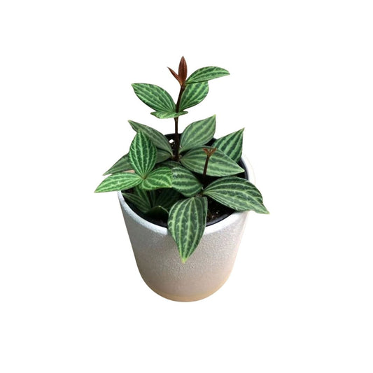 Peperomia Puteolata in 3.5” Plastic Pot