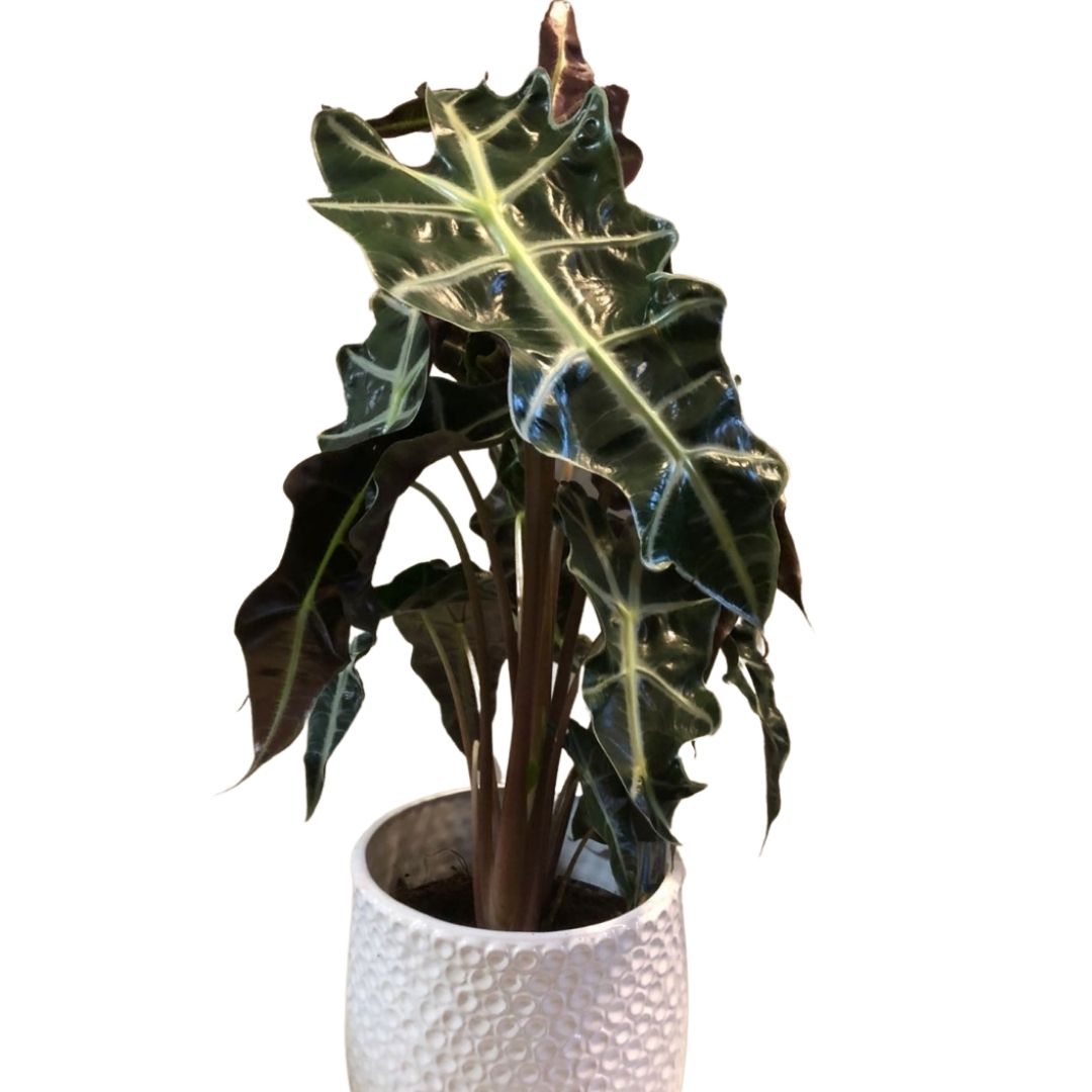 Alocasia Polly in Plastic Pot