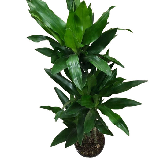 Dracaena Janet Craig Cane (3 stems) in 8” Plastic Pot