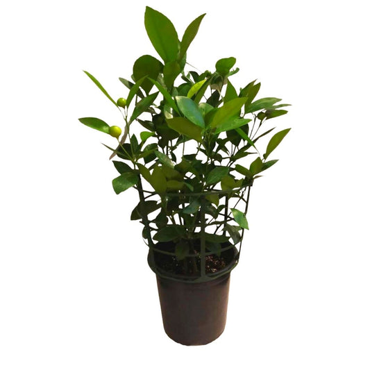 Calamondin Miniature Oranges with Fruits in 7” Plastic Pot