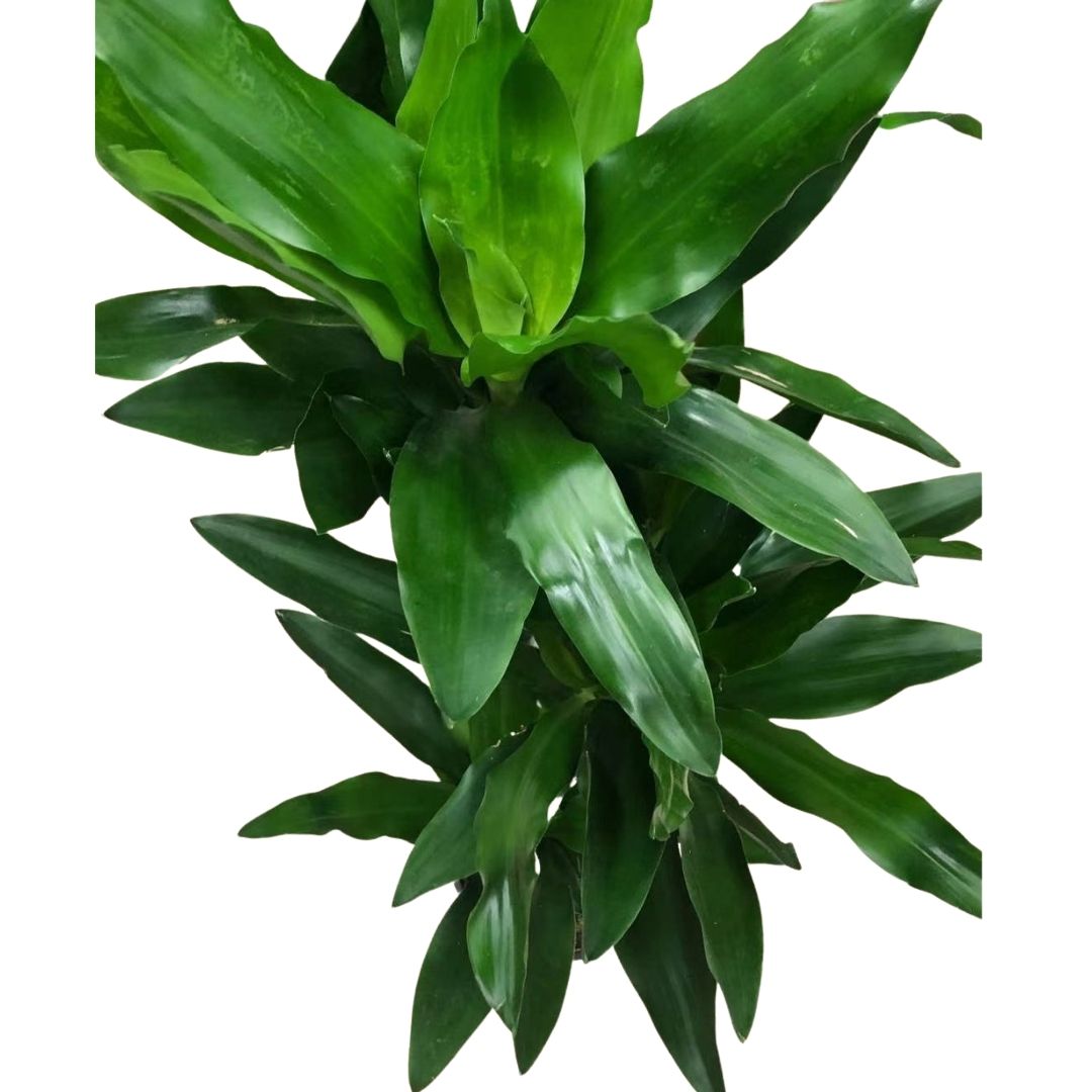 Dracaena Janet Craig Cane (3 stems) in 8” Plastic Pot