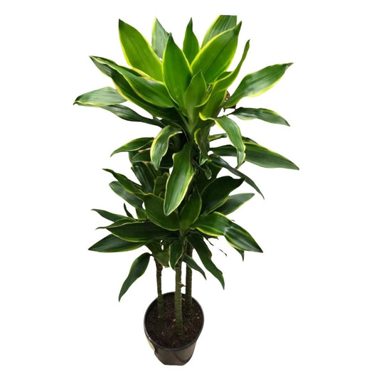 Dracaena Golden Coast Cane (3 stems) in 8” Plastic Pot