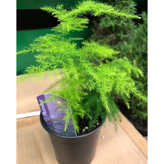 Plumosa Fern in 3.5” Plastic Pot