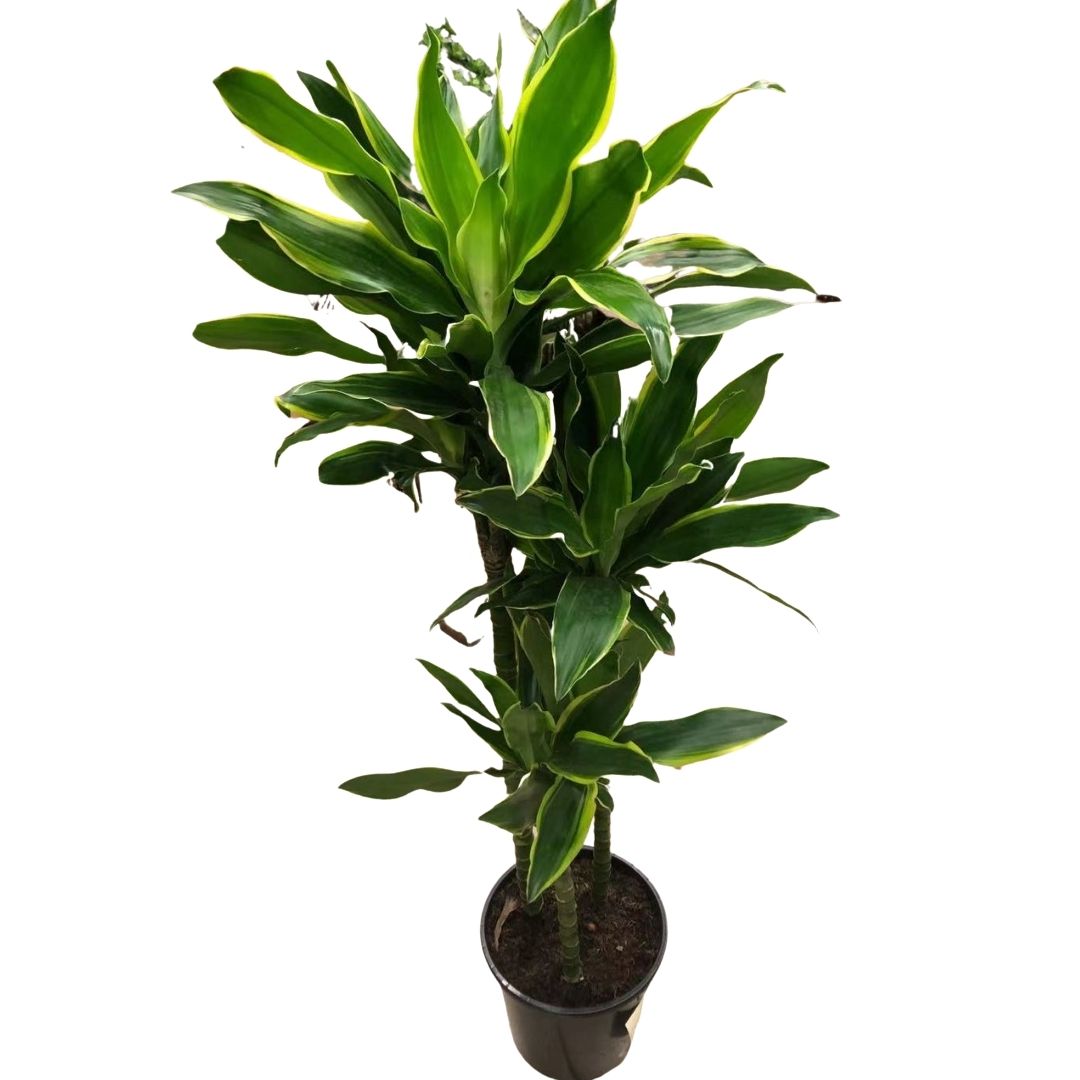 Dracaena Golden Coast Cane (3 stems) in 8” Plastic Pot