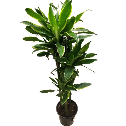 Dracaena Golden Coast Cane (3 stems) in 8” Plastic Pot