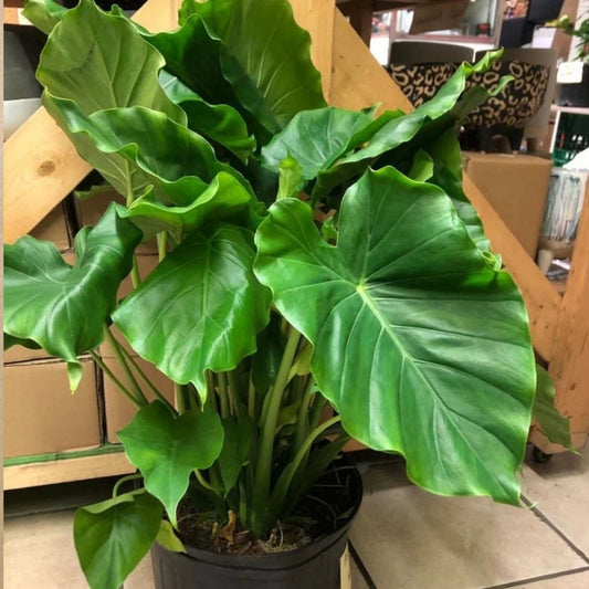 Alocasia California in 10” Plastic Pot