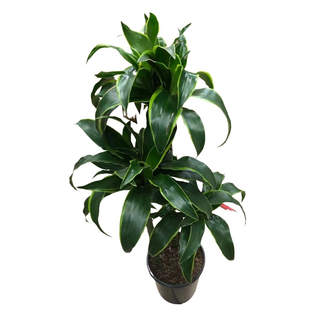 dracaena fragrans dorado Dracaena Dorado Cane (3 stems) in 8” Plastic Pot – Queens Fruit Market & Plants