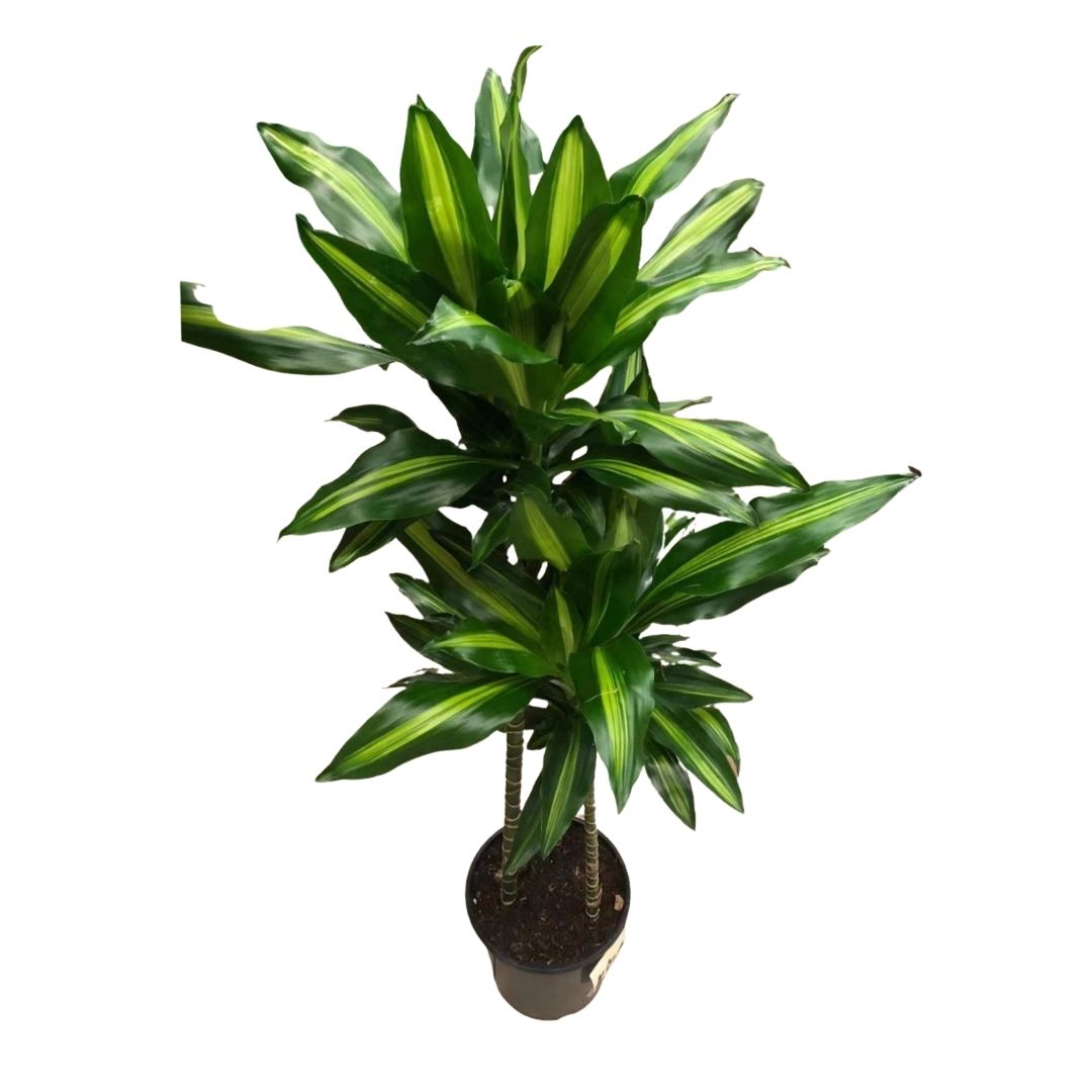dracaena fragrans cintho Dracaena Cintho (3 stems) in 8” Plastic Pot – Queens Fruit Market & Plants