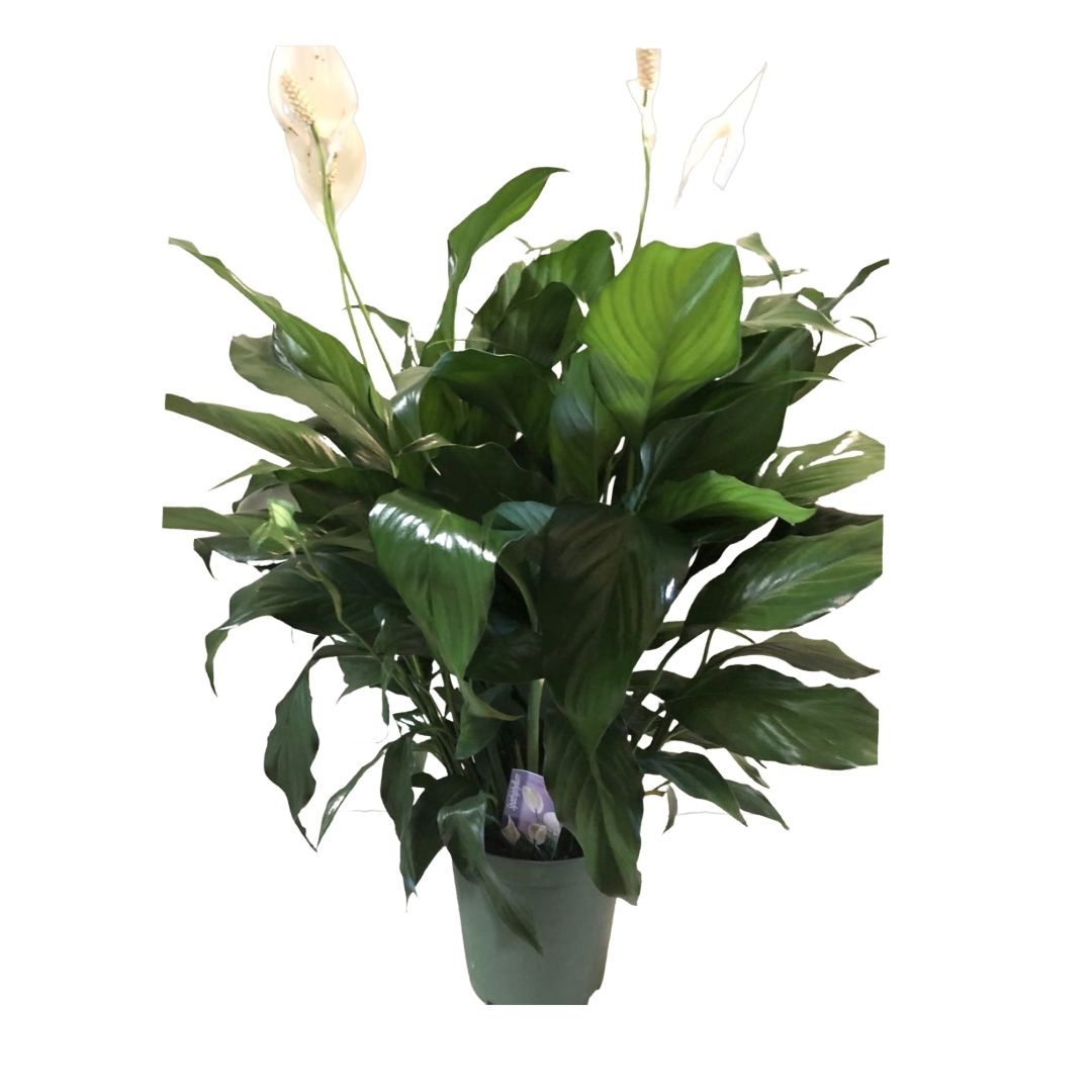 deluxe peace lily Peace Lily 6" Deluxe in Flower Pot