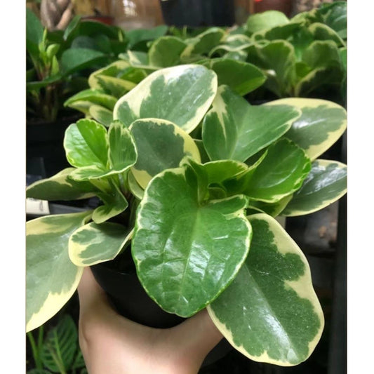 Peperomia Variegated White in 5” Plastic Pot