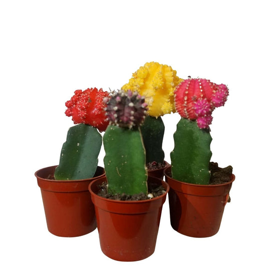 Moon Cactus