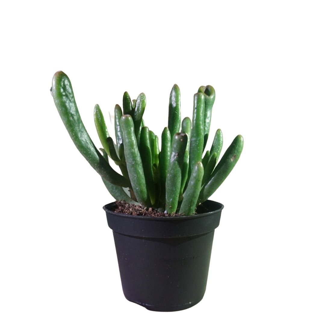 Gollum Jade