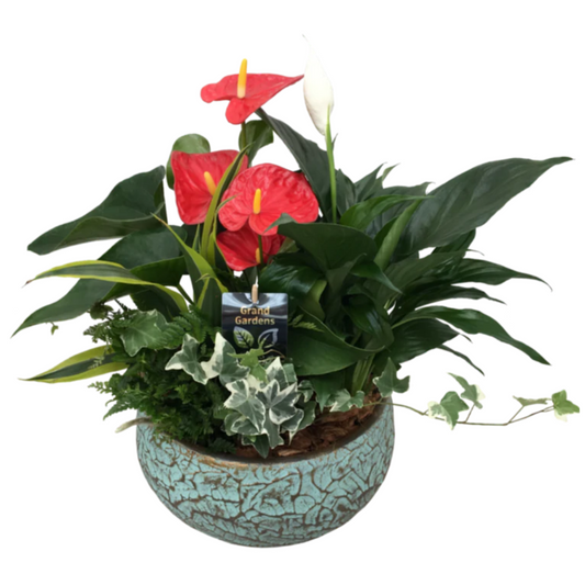 Crackle Anthurium (Extra Large)