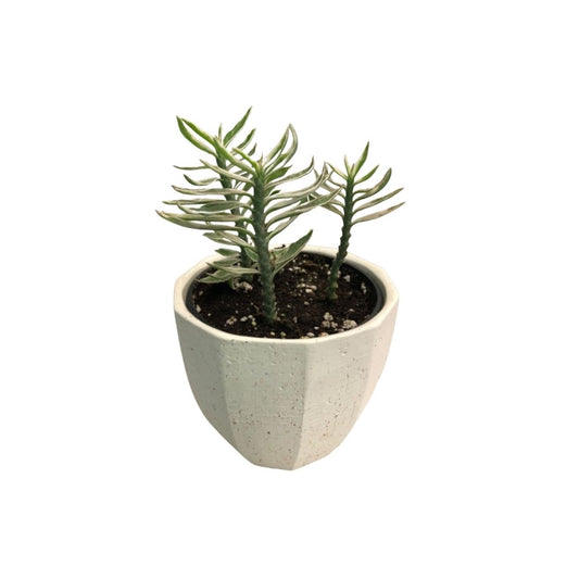 Devils Backbone White in 3.5” Plastic Pot