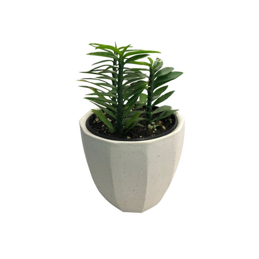 Devils Backbone Green in 3.5” Plastic Pot