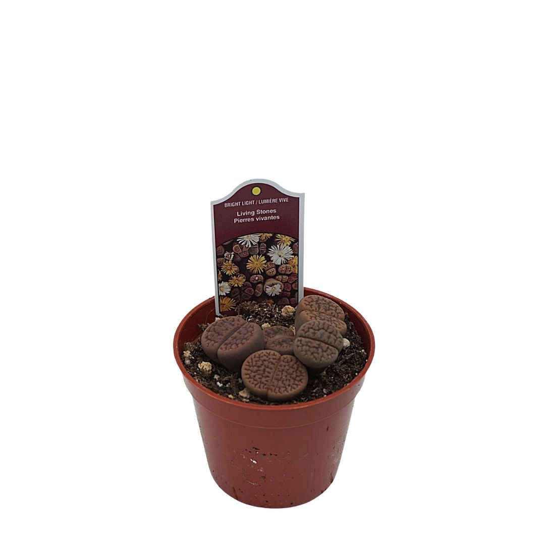 Living Stone / Lithop in 2.5” Plastic Pot