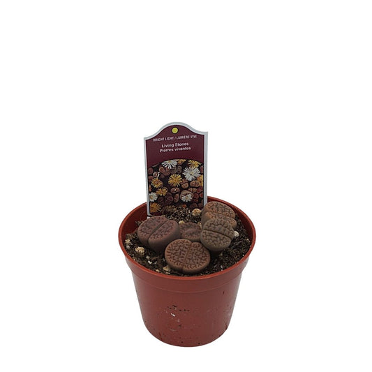 Living Stone / Lithop in 2.5” Plastic Pot