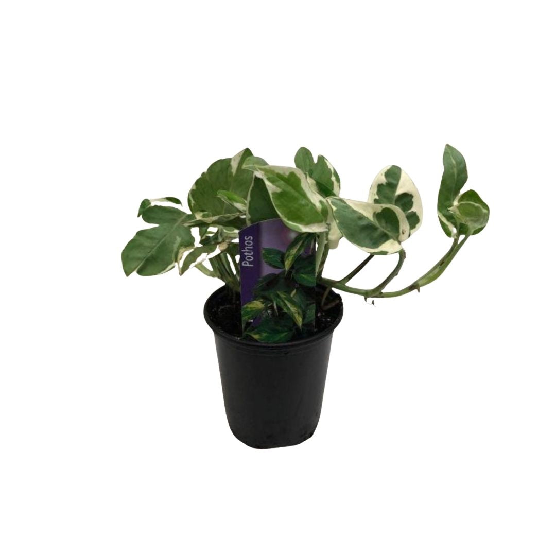njoy philodendron N'Joy Pothos in 3.5” Plastic Pot – Queens Fruit Market & Plants
