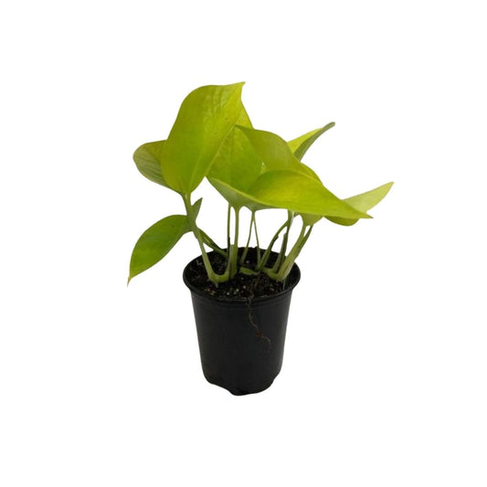 Neon Pothos in 3.5” Plastic Pot