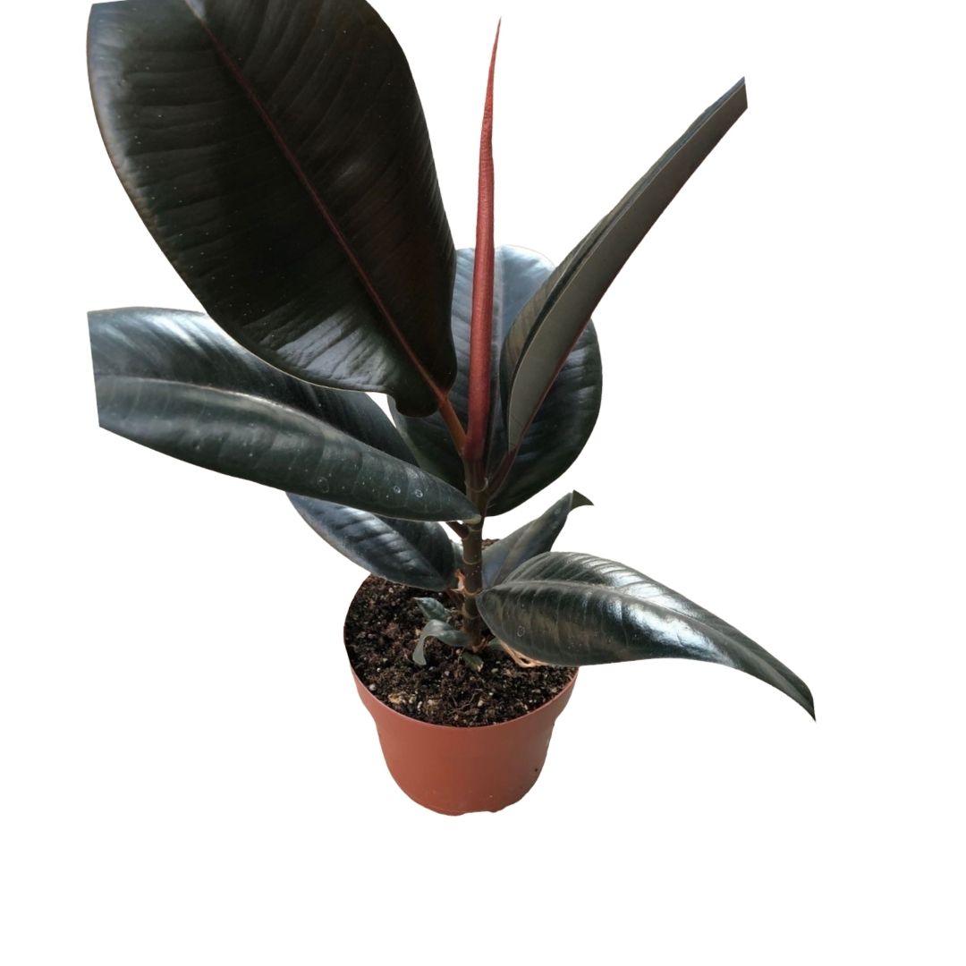 Ficus Elastica Burgundy in Plastic Pot