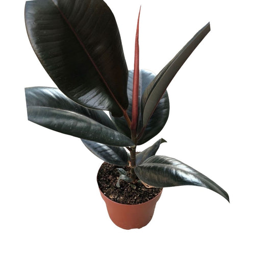 Ficus Elastica Burgundy in Plastic Pot