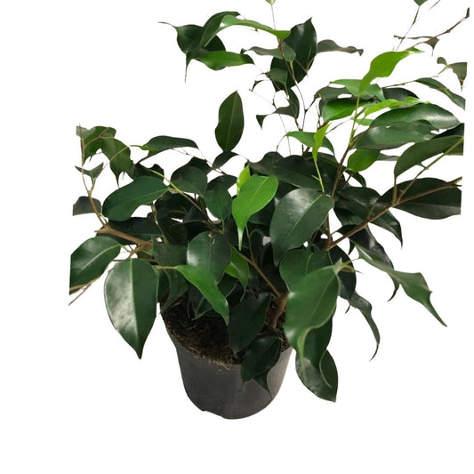 Ficus Benjamina in 6” Plastic Pot (Dark Green)