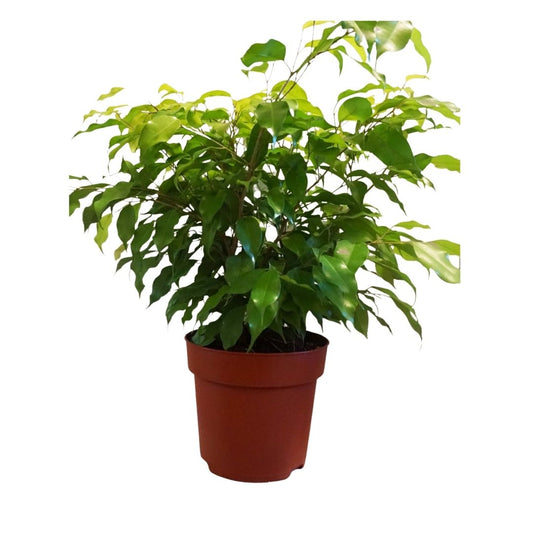 Ficus Benjamina (Neon) in 8" Plastic Pot