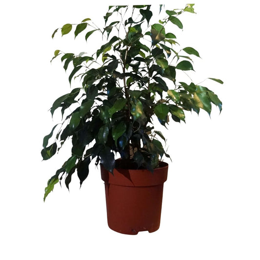 Ficus Benjamina (Dark Green) in 8" Plastic Pot