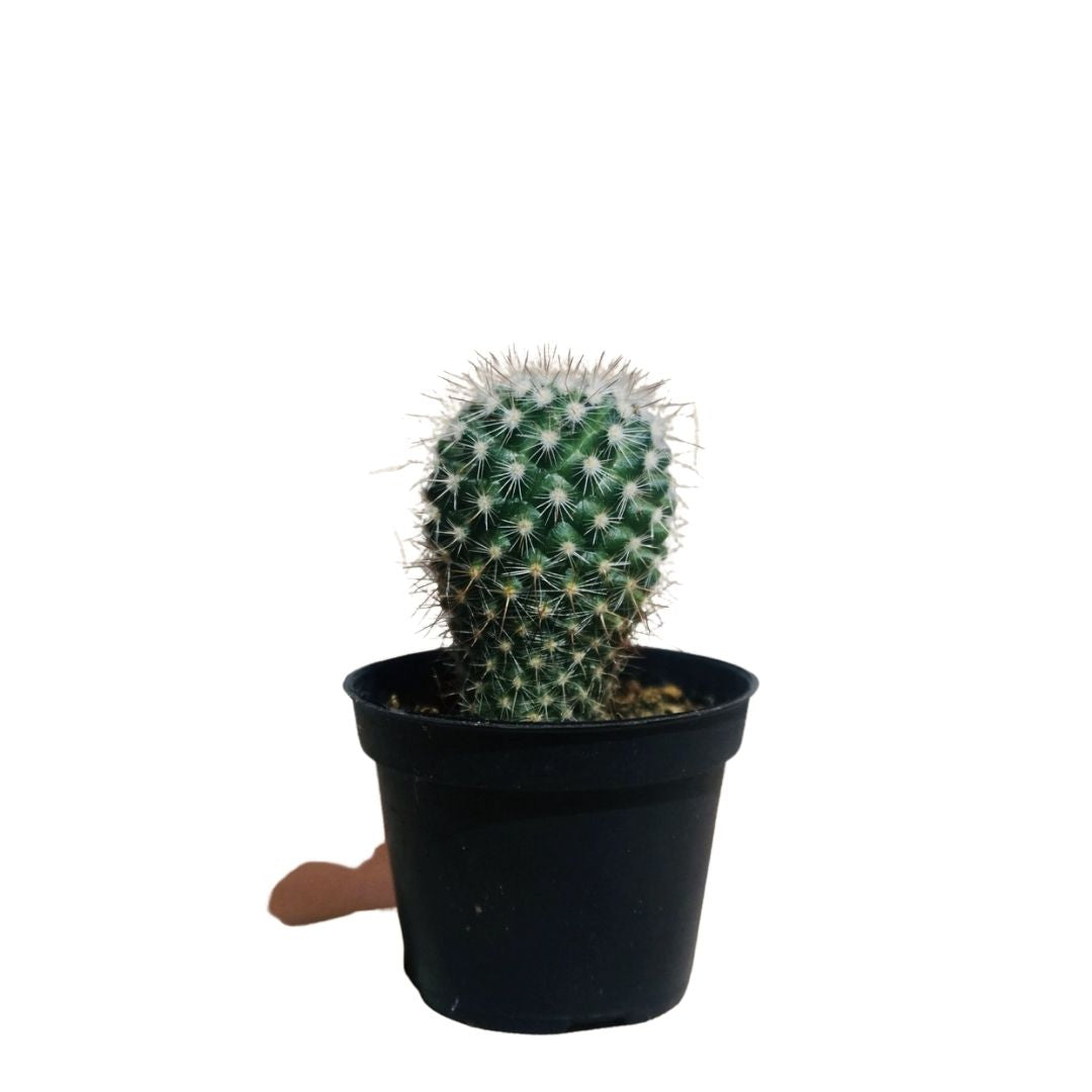 Mother of Hundreds Cactus