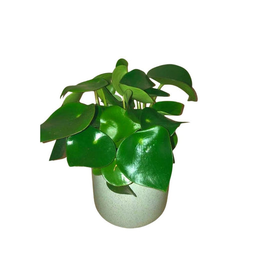 Peperomia Raindrops in 5” Plastic Pot