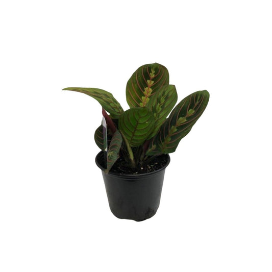 Red Prayer Plant in 3.5" Plastc Pot