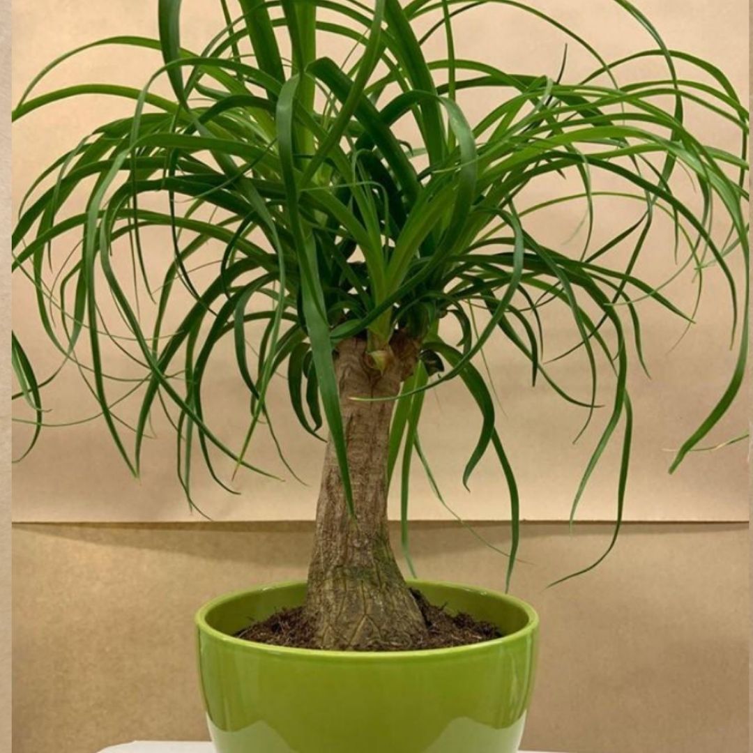 6 ponytail palm Ponytail Palm in 6" Ceramic Pot – Queens Fruit Market & Plants